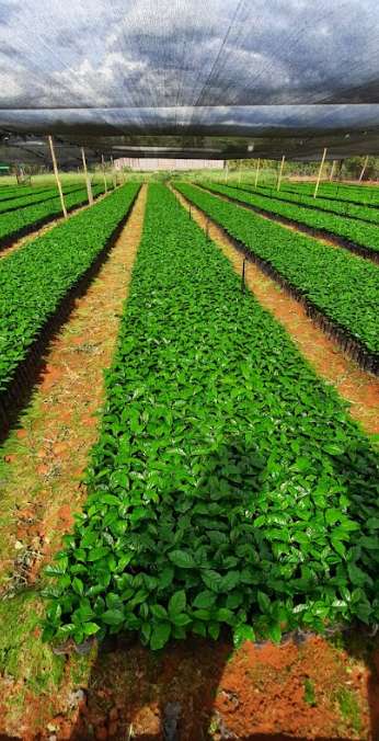 Galeria Transagro